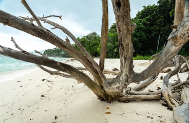 Mavi okyanus suyu, resif ve nefes kesici ada manzarasıyla tropikal sahilde sürüklenen dallar yaz turizmi ve kıyı keşifleri için güzel, romantik ve rahatlatıcı bir manzara yaratıyor.