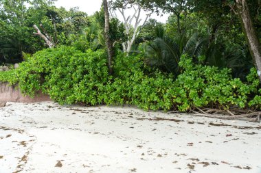 Palmiye ağaçları ve sık orman kökleriyle tropik bitki örtüsü Seyşeller Adası 'ndaki kumlu bir sahil boyunca büyüyor. Seyahat, vahşi doğa ve tropik cennet kavramları için ideal.