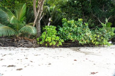Palmiye ağaçları ve sık orman kökleriyle tropik bitki örtüsü Seyşeller Adası 'ndaki kumlu bir sahil boyunca büyüyor. Seyahat, vahşi doğa ve tropik cennet kavramları için ideal.