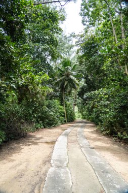 Praslin Adası, Seyşeller 'deki plaja giden tropikal bir yol. Kum, su birikintileri ve yeşil bitki örtüsüyle dolu bereketli ormanlarda gezinti, macera, doğa ve tatil kavramları için ideal.