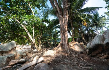 La Digue Adası, Seyşeller 'de palmiye ağaçları, kayalar ve yoğun bitki örtüsüyle çevrili engebeli bir orman boyunca uzanan köklere sahip büyük bir ağaç.
