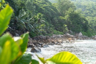 La Digue Adası manzaralı, Seyşeller, kayalık bir kıyı şeridi, tropikal palmiye ağaçları, yemyeşil orman, ve küçük körfez boyunca yumuşak okyanus dalgaları.