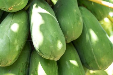 Seyşeller çiftliğindeki Papaya meyve ağacı. Carica papaya olgun meyveler güneşli bahçede, pati hasadı egzotik çiftlikte, bir sürü yeşil papaw ağaçta