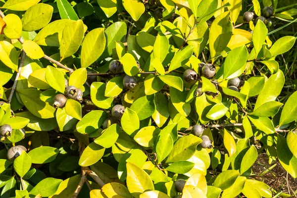 Seyşeller 'de, muhtemelen Myrcianthes Pungens' da, parlak güneş ışığı altında, yabani bir çalılıkta tropikal mersin ve yeşil yapraklara yakın çekim.