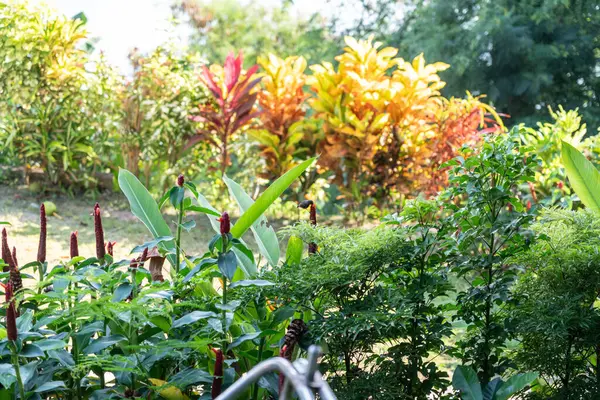 Yeşil yeşillik ve doğal ışıkla çevrili Seyşeller 'deki yemyeşil bir bahçede bir güneş kuşu tarafından ziyaret edilen kırmızı çiçekli tropik kostus bitkisi.