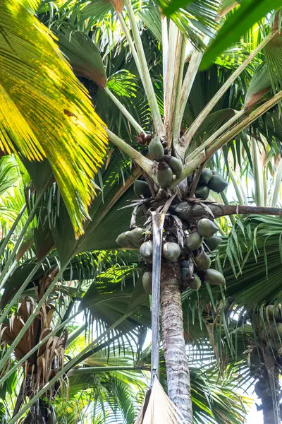 Praslin Adası, Seyşeller 'deki Fond Ferdinand Doğa Rezervi' nde büyük meyve ve fan benzeri yapraklarla kaplı Coco de Mer palmiyesi, tropikal orman bitkileriyle çevrili.