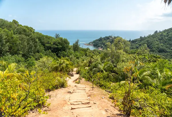 Kavurucu güneşin altında, egzotik yeşillikler, palmiyeler, mavi ufuk, yabani bitkiler ve kumla birlikte, kavurucu güneşin altında, kavurucu bir tepenin üzerindeki tropikal izler Seyşeller 'deki bereketli ormanlardan okyanus koyuna uzanır.