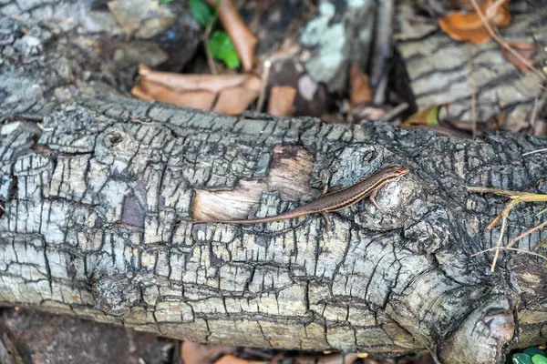 Seyşeller 'in tropikal ormanlarında kırık ahşap kabuk üzerinde kahverengi kertenkele, kuru dokularla doğal ortama karışıyor, vahşi orman ortamında küçük sürüngen kamuflajı.