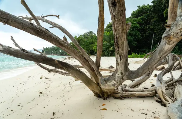 Mavi okyanus suyu, resif ve nefes kesici ada manzarasıyla tropikal sahilde sürüklenen dallar yaz turizmi ve kıyı keşifleri için güzel, romantik ve rahatlatıcı bir manzara yaratıyor.