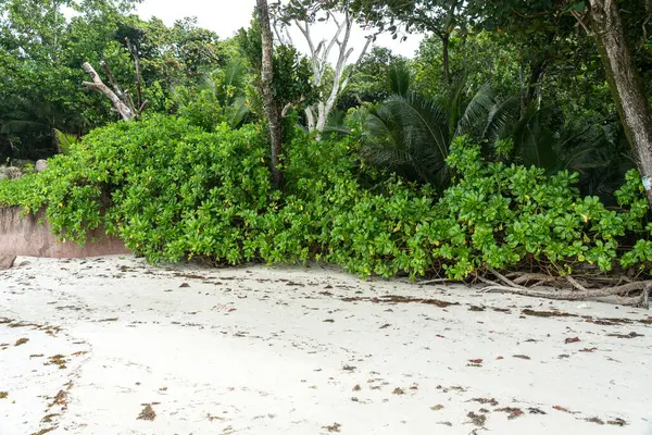 Palmiye ağaçları ve sık orman kökleriyle tropik bitki örtüsü Seyşeller Adası 'ndaki kumlu bir sahil boyunca büyüyor. Seyahat, vahşi doğa ve tropik cennet kavramları için ideal.