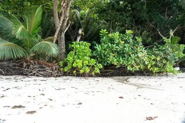Palmiye ağaçları ve sık orman kökleriyle tropik bitki örtüsü Seyşeller Adası 'ndaki kumlu bir sahil boyunca büyüyor. Seyahat, vahşi doğa ve tropik cennet kavramları için ideal.