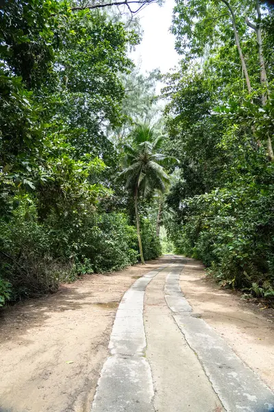 Praslin Adası, Seyşeller 'deki plaja giden tropikal bir yol. Kum, su birikintileri ve yeşil bitki örtüsüyle dolu bereketli ormanlarda gezinti, macera, doğa ve tatil kavramları için ideal.