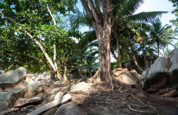 La Digue Adası, Seyşeller 'de palmiye ağaçları, kayalar ve yoğun bitki örtüsüyle çevrili engebeli bir orman boyunca uzanan köklere sahip büyük bir ağaç.
