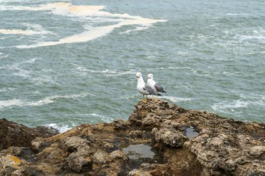 İki martı denizin üstünde doğal ışık altında dalgalar ve köpüklerle dokulu kayaların üzerinde duruyor.