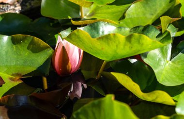 Çiçekli nilüferler, nilüfer çiçekleri ve yapraklar, güneşli bir günde sulu sularda, pembe nilüferler yakın çekim