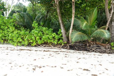 Palmiye ağaçları ve sık orman kökleriyle tropik bitki örtüsü Seyşeller Adası 'ndaki kumlu bir sahil boyunca büyüyor. Seyahat, vahşi doğa ve tropik cennet kavramları için ideal.