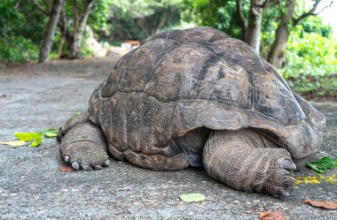 Görünür kabuk dokusuna ve karasal anatomiye sahip beton bir yolda dinlenen dev bir kaplumbağanın yan görüntüsü, La Digue Adası, Seyşeller 'deki tropikal bitki örtüsüyle çevrili.