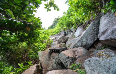 La Digue Adası, Seyşeller 'deki tropikal orman ve granit kayalar boyunca yoğun bitki örtüsü ve engebeli taş arazisiyle doğal bir yürüyüş ortamı göstermektedir.