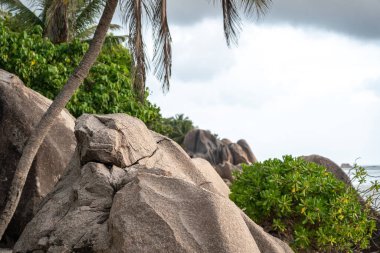 Granit kayalar ve tropikal palmiyeler La Digue, Seyşeller 'in kayalık kıyıları boyunca uzanır. Anse Source d 'Argent yakınlarındaki kumsalı çevreleyen yeşil bitki örtüsü