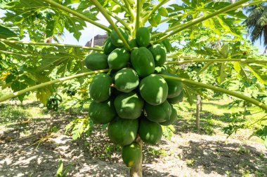 Seyşeller çiftliğindeki Papaya meyve ağacı. Carica papaya olgun meyveler güneşli bahçede, pati hasadı egzotik çiftlikte, bir sürü yeşil papaw ağaçta