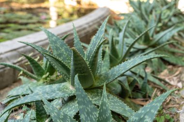 Palermo 'nun botanik bahçesinde kuru bir tropikal ortamda yetişen kalın dikenli gül yapraklarıyla Aloe Vera.