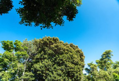 Açık ve güneşli bir günde, tropikal bir ortamda, açık mavi gökyüzüne karşı yoğun yeşil yaprakları olan ağaç gölgeleri.