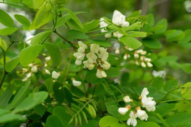 Beyaz Akasya Çiçekleri, Çiçek açan Robinia Pseudoacia, Sahte Akasya veya Siyah Çekirge Ağacı Çiçekleri