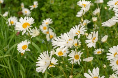 Papatya çiçeği tarlası. Bahar çayırlarında beyaz papatyalar, İngiliz bahçesinde yabani papatyalar, kır çiçekleri yatağı.
