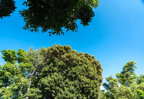 Açık ve güneşli bir günde, tropikal bir ortamda, açık mavi gökyüzüne karşı yoğun yeşil yaprakları olan ağaç gölgeleri.