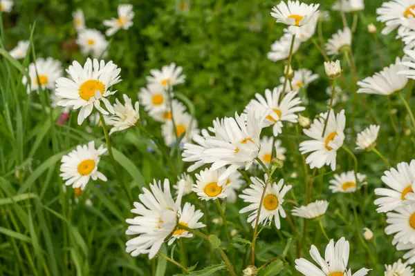 Papatya çiçeği tarlası. Bahar çayırlarında beyaz papatyalar, İngiliz bahçesinde yabani papatyalar, kır çiçekleri yatağı.