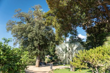 Palermo, İtalya, 18 Kasım 2024: Palermo 'daki Lush Norman Palace Garden Bismarckia palmiyeleri, incir ağaçları, meşeler ve parlak güneş altında Akdeniz yeşilliği, editoryal görüntü