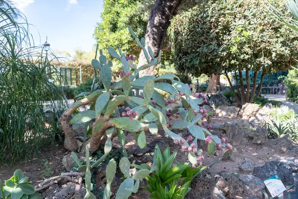 Palermo, İtalya, 18 Kasım 2024: Opuntia kaktüsü Norman Palace Garden, Palermo 'da dikenli armut meyveleriyle doludur.