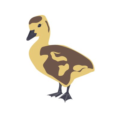 Cute little newborn fluffy gosling. One young goose isolated on a white background, vector illustration
