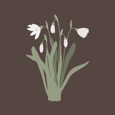 Snowdrop bouquet isolated on white background. First spring flower bunch vector illustration isolated on dark