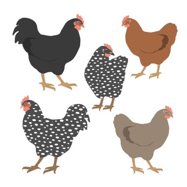 Güzel tavukları beyaza koyun. Renkli tavuk ve horoz. Vektör grafik illüstrasyonu.