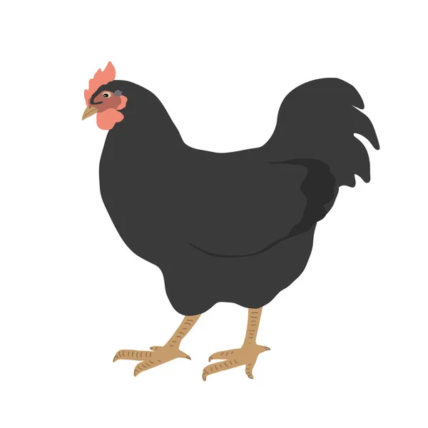 黑公鸡图标 公鸡矢量图解分离在白色上 有趣和可爱的小公鸡鸟 复活节或农场主题设计元素 — 图库矢量图片