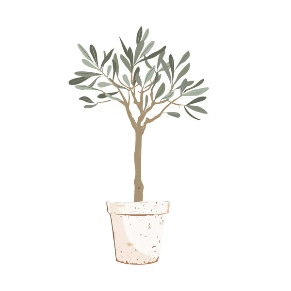 Schöner Junger Eingetopfter Olivenbaum Isoliert Auf Weißem Grund Vektorillustration — Stockvektor