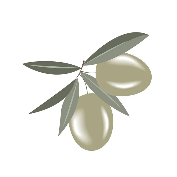 Ramo Ulivo Con Due Deliziose Olive Verdi Illustrazione Vettoriale Isolata — Vettoriale Stock