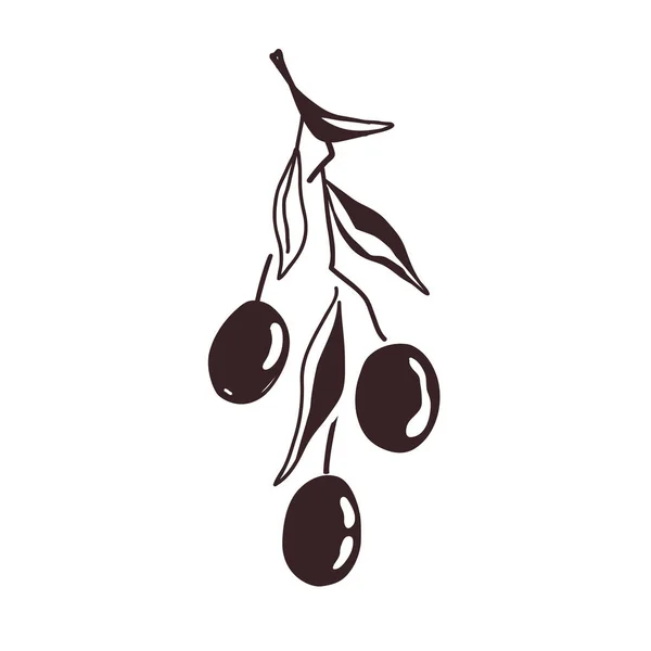 Olive Branch Two Fruits Leaves Outline Black Palette Doodle Hand — Stock Vector
