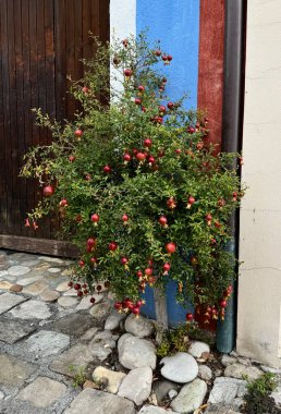 Small pomegranate with ripe fruits tree growing near the wall. clipart