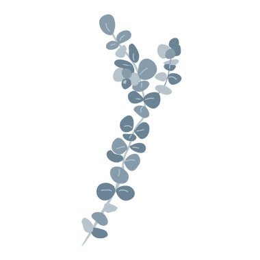 Gümüş dolar dalı ya da bebek mavisi pulverulenta okaliptüs. Sakız ağacı dalı tasarım elementini izole etti. Vektör çizgi film illüstrasyonu