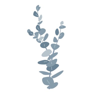 Gümüş dolar dalı ya da bebek mavisi pulverulenta okaliptüs. Sakız ağacı dalı tasarım elementini izole etti. Vektör çizgi film illüstrasyonu