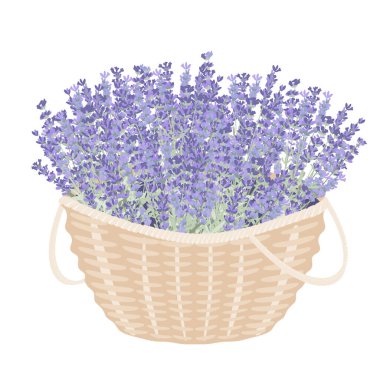 Lavanta çiçekli sepet. Büyük bir demet taze lavandula. Vektör izole illüstrasyon. Provence biçimi için tasarım ögesi