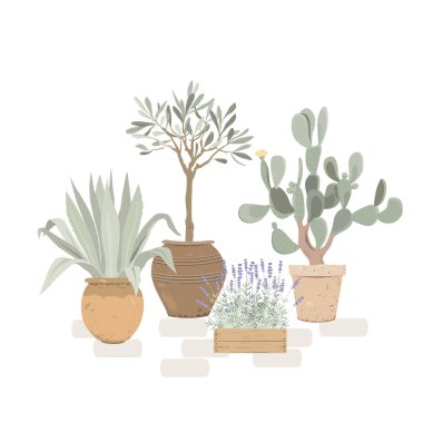 Saksı ağacı, zeytin ağacı, dikenli armut kaktüsü ve lavanta. Avluda ya da balkonda Akdeniz Bahçesi. Kuru iklim için saksı bitkileri. Vektör izole illüstrasyonu.
