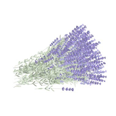 Kol dolusu lavanta çiçeği. Büyük bir demet taze lavandula. Vektör izole illüstrasyon. Provence biçimi için tasarım ögesi.