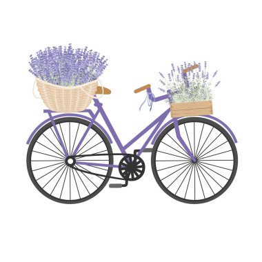 Lavanta sepetli bisiklet. Retro Provence tasarım elementi. İzole vektör illüstrasyonu.