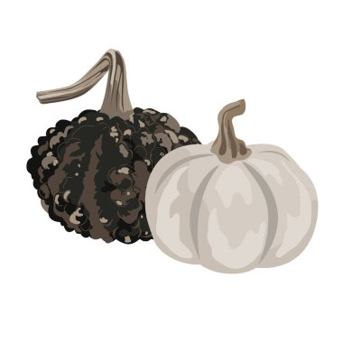 Beyaz üzerine izole edilmiş komik, küçük dekoratif balkabağı ve meşe palamudu kompozisyonu. Şirin kabak vektör çizimi