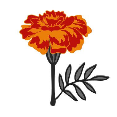 Marigold çiçek vektörü izole edilmiş. Sonbahar, Düğün, Ölülerin Günü sembol simgesi.