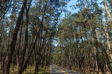 Çam ormanı yolu güneşli bir günde
