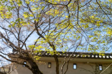 Baharda yeşil ağaçlar